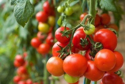 tanaman tomat, ciri-ciri tanaman tomat