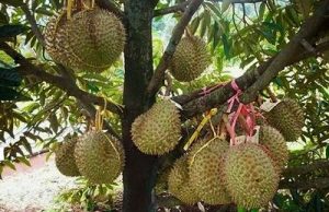 Tanaman Durian Sedang Berbuah