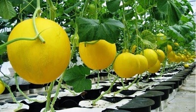 Tanaman Melon Hidroponik, tanaman buah hidroponik