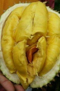 Buah Durian Bawor