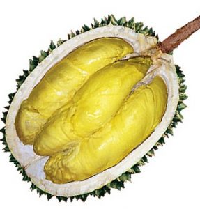 Buah Durian Petruk