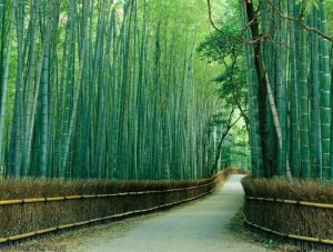 Bambu Jepang