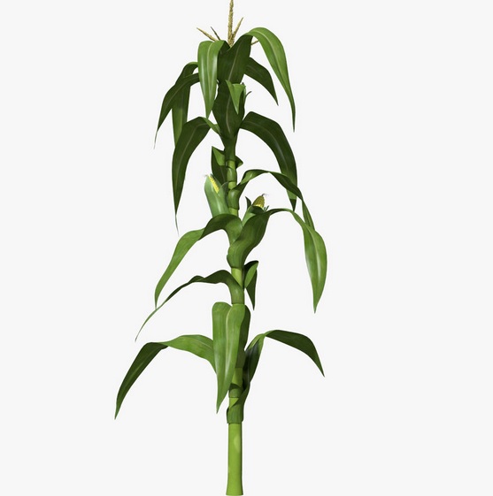 Image result for batang jagung
