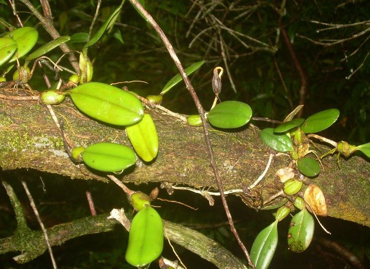Anggrek merupakan salah satu tanaman hias anggrek memiliki sifat epifit karena