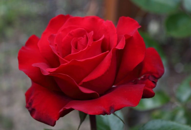 Bunga Mawar Merah