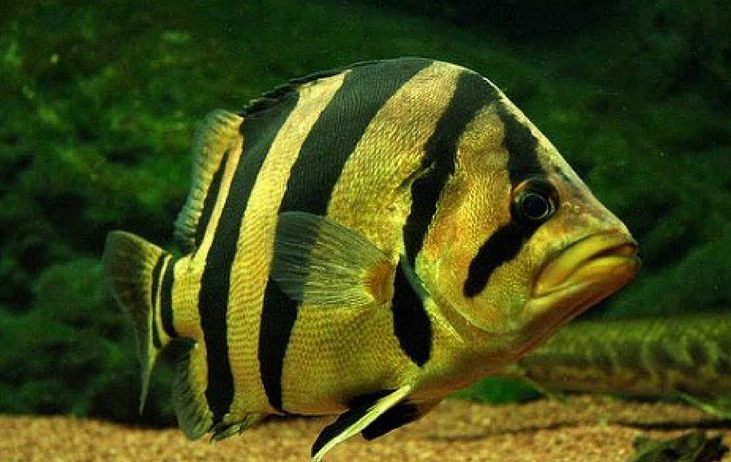 Ikan Harimau Sumatera