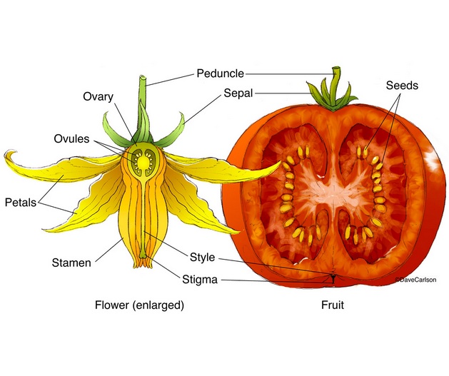 Struktur Tomat